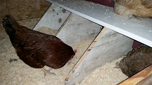 Chicken Coop 4
