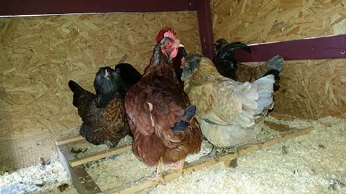Chicken Coop 5